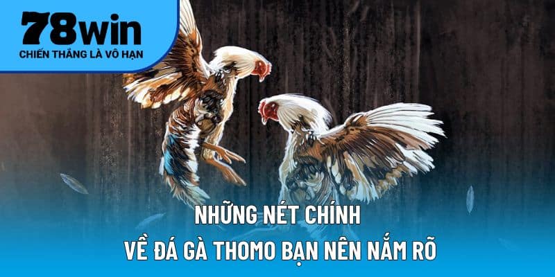 Những nét chính về đá gà Thomo bạn nên nắm rõ